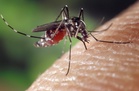 MOH records sharp rise in dengue cases and deaths