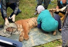 94kg female tiger caught in Perhilitan trap