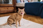 Haze can cause life-threatening lung inflammation in cats and dogs, vet warns