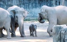 Taiping Zoo denies commercial deal in transfer of Malaysian elephants to Japan