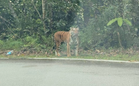 Tiger spotted by roadside on Fraser’s Hill–Kuala Kubu Bharu route