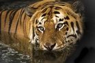 Woman mauled to death by tiger while asleep in village near India national park