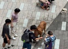 Unleashed 60kg dog in Hong Kong mauls poodle, bichon frise to death (video)