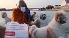 Thai monk brings smiles as he sails with adorable temple dogs every morning (video)