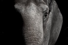 Elderly man dies after attack by wild elephant in Lahad Datu