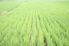 Govt targets 30% cut in imported seed dependence by 2040