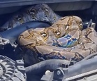 ‘Unwanted’ visitor curls up in car engine compartment (video)