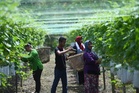 Jerebu berlarutan: Tanaman sayur berisiko terbantut, kos petani meningkat