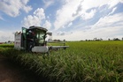 JPDE: Sawah terosot kembali produktif, hasil padi melonjak 7.5 tan sehektar