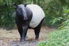 Selangor strengthens wildlife corridors to protect Malayan tapirs