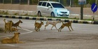 Operation against stray dogs to continue, but enforcement must not be cruel