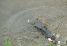 Crocodile sighting reported at Pantai Bagan Lalang