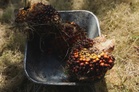 Biodiesel blend increase to B15 can reduce dependence on diesel