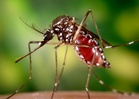 Dengue cases up 56.2 pct, 55 deaths reported