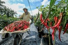 Kerajaan teruskan BUDI Agri-Komoditi bantu pekebun kecil, golongan rentan - PM