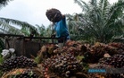 Biodiesel B15 mampu redakan tekanan kos, kukuhkan bekalan