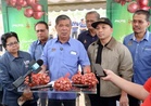 Malaysia hasilkan 135 tan metrik bawang merah, Selangor terajui penanaman