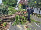 Pokok tumbang ragut 50 nyawa sejak 2021, JBPM gesa audit berkala