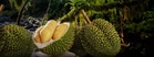 Eksport durian Malaysia ke China disasar cecah RM932 juta menjelang 2030