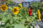 Vacant reserve land to soon host community gardens — Exco