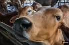 Perak DVS, GOF foil illegal cattle transfer to Klang Valley
