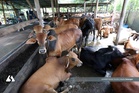 Bekalan lembu, kambing korban di seluruh negara mencukupi - KPKM