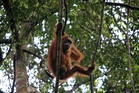 Deadly Indonesia floods last year wiped out 7 pct of rare orangutans — Report
