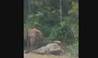 Pemandu cedera, kereta terjunam gaung selepas langgar anak gajah di Mersing