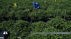 Program agroekonomi ubah nasib 48 asnaf, raih pendapatan RM4,000 sebulan
