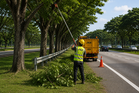 Pengurusan pokok di jalan Persekutuan tanggungjawab PBT, JKR sedia kerjasama