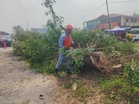 MPKL tebang pokok berisiko, tingkat keselamatan pengguna jalan raya