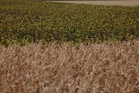 World food prices at highest since 2022 as supply risks mount