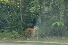 Harimau belang dikesan di laluan Bukit Fraser, Perhilitan pasang perangkap kamera