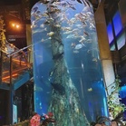 Top 10 Aquariums in KL & Selangor 2026