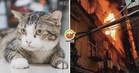 【拯救了一家三口!】家里着火后把主人叫醒逃命,猫咪却不幸牺牲!(内附影片)