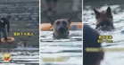 【又是你🤣】军犬拉着救生圈下水救人,看到是熟人直接U-Turn!(内附影片)