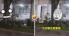 半夜看到『白衣长发女』躲树后盯着他！男子吓到飙冷汗，真相却笑翻全网！（内有影片）