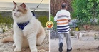 【狗狗见到它都得跑🐕🐈⬛💨】见到狗狗拔腿就追,大马超霸气猫咪爆红!