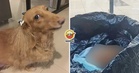 【竟这样糟蹋别人的宠物！】16年爱犬离世，狗主『安排火化』却在楼下垃圾桶找到它！