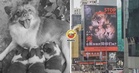 【🐶被害案】流浪狗一家『惨遭4屁孩毒手』！民众众筹登广告为浪浪讨公道！