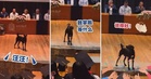 【下面让我汪两声🐶📢】狗狗乱入大学毕业典礼『上台发表感言』，获得全场热烈掌声！👏（内附影片）