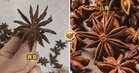 【竟然有剧毒！】孩子数“八角”数出13个角，一时好奇心救了全家！（内附影片）