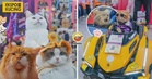 【猫奴狂欢，买到手软！😻】全马最大型国际猫咪展『Ekspo Kucing 2026』回归！300多个摊位+各种活动，带上喵主子爽玩三天✨