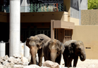 Ramai Terharu Dengar Perkembangan Terkini Gajah Dara, Amoi Dan Kelat