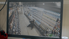 Misteri Haiwan Pecah Masuk Kedai Akhirnya Terbongkar, CCTV Rakam Semuanya!