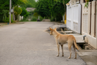 Mekanik Dikejar Anjing Liar, Berdepan Risiko Kecederaan Otak Kekal