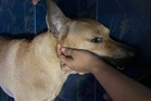 Mekyun Mohon Maaf Selepas Terlalu Cepat Ulas Isu Kematian Anjing