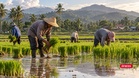 Pesawah Terperangkap Dalam Hutang, Bantuan Tunai Mampu Jadi Penyelesaian?