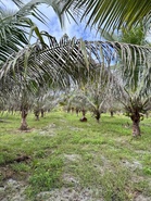 Baja organik IWK: Satu alternatif untuk pekebun kecil