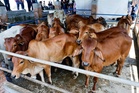 Buat rakyat Johor, Agong berkenan kurnia 148 ekor lembu korban tahun ini
